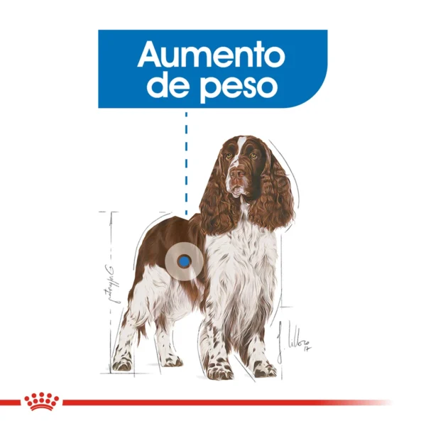Control Aumento Peso Royal Canin Medium Weight Care
