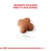Corqueta Royal Canin Jack Russell Puppy
