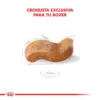 Croqueta Royal Canin Boxer Adulto