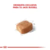 Croqueta Royal Canin Jack Russell Adulto