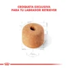 Croqueta Royal Canin Labrador Retriever Adulto
