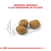 Croquetas Royan Canin Gatos Indoor 7+