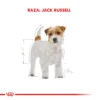 Jack Russell Adulto