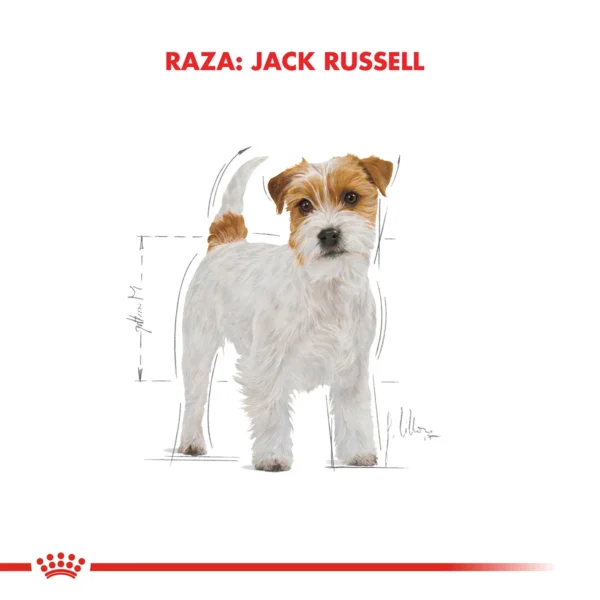 Jack Russell Adulto