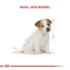 Jack Russell Puppy