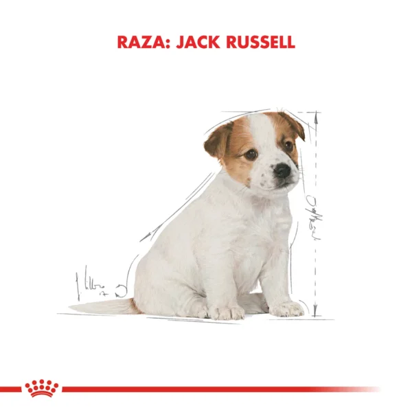 Jack Russell Puppy