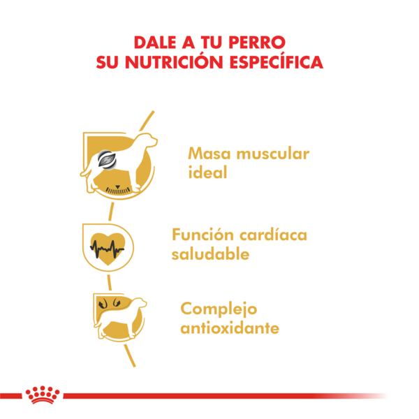Nutricion Royal Canin Boxer Adulto