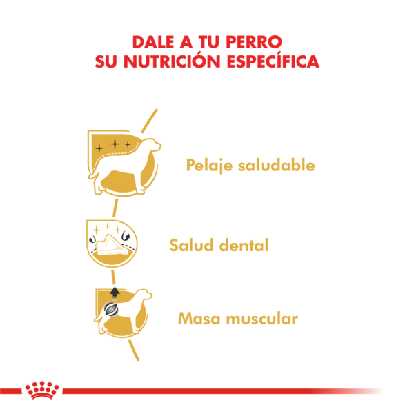 Nutricion Royal Canin Caniche Adulto