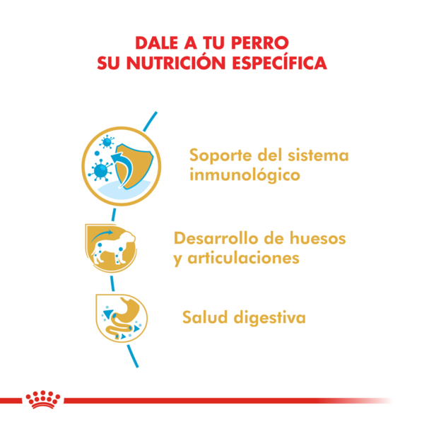 Nutricion Royal Canin Dachshund (Salchicha)
