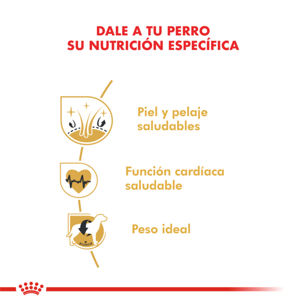 Nutricion Royal Canin Golden Retriever Adulto