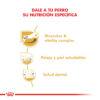Nutricion Royal Canin Jack Russell Adulto