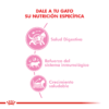 Nutricion Royal Canin Kitten