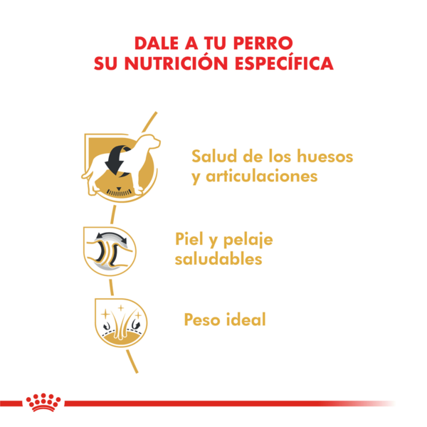 Nutricion Royal Canin Labrador Retriever Adulto