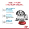 Nutricion Royal Canin Medium Puppy