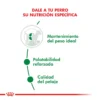 Nutricion Royal Canin Mini Adult