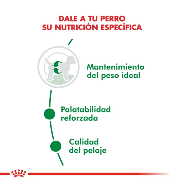 Nutricion Royal Canin Mini Adult