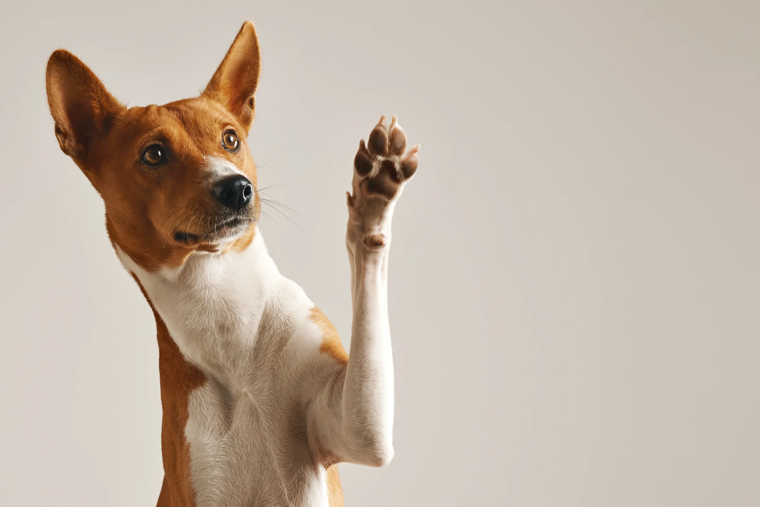 Perro Portada Wankun Club