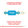 Producto Adaptado Royal Canin Dachshund (Salchicha)