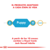 Producto Adaptado Royal Canin Jack Russell Puppy