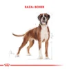 Raza Boxer Adulto