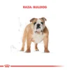 Raza Bulldog Adulto