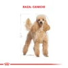 Raza Caniche Adulto