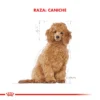 Raza Caniche Puppy