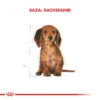 Raza Dachshund (Salchicha)
