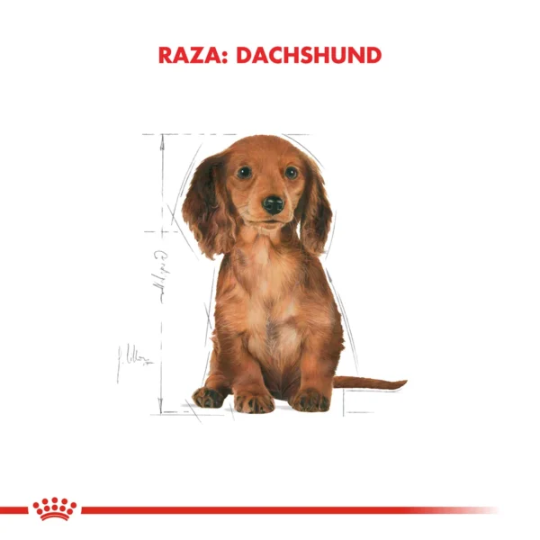 Raza Dachshund (Salchicha)