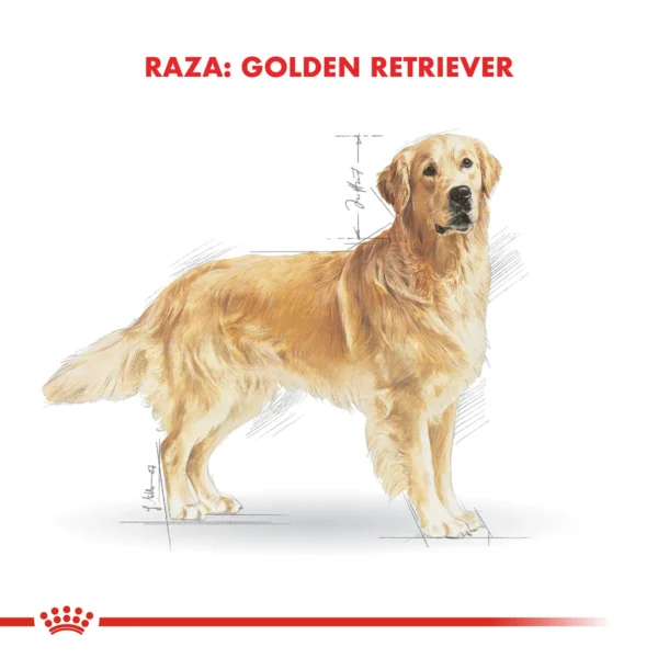 Raza Golden Retriever Adulto