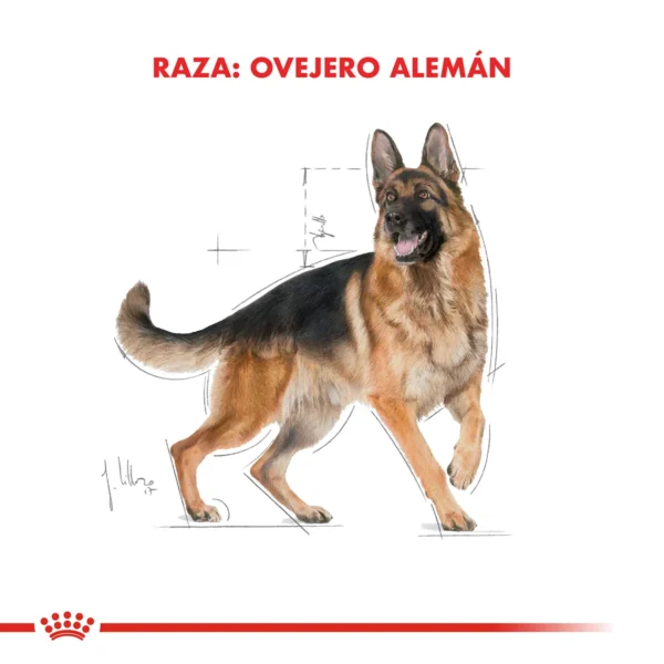 Raza Ovejero Aleman Adulto
