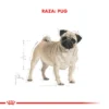 Raza Pug Adulto