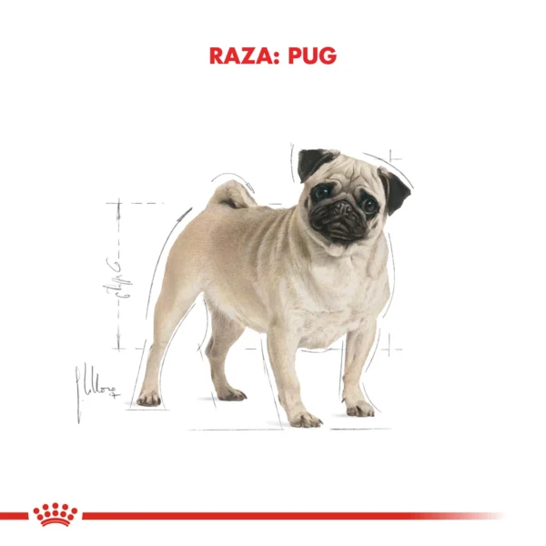 Raza Pug Adulto