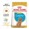 Royal Canin Caniche Puppy