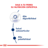 Nutricion Royal Canin Maxi Adult