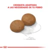 Croquetas Royal Canin Maxi Adult