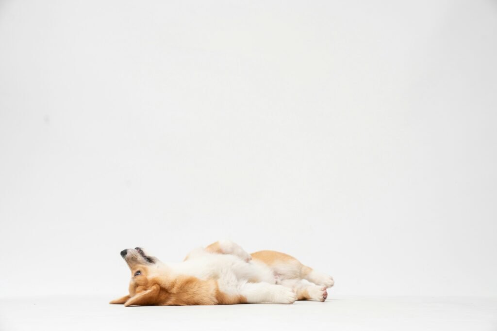 cachorro acostado