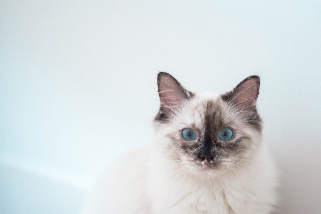 Hermoso gato
