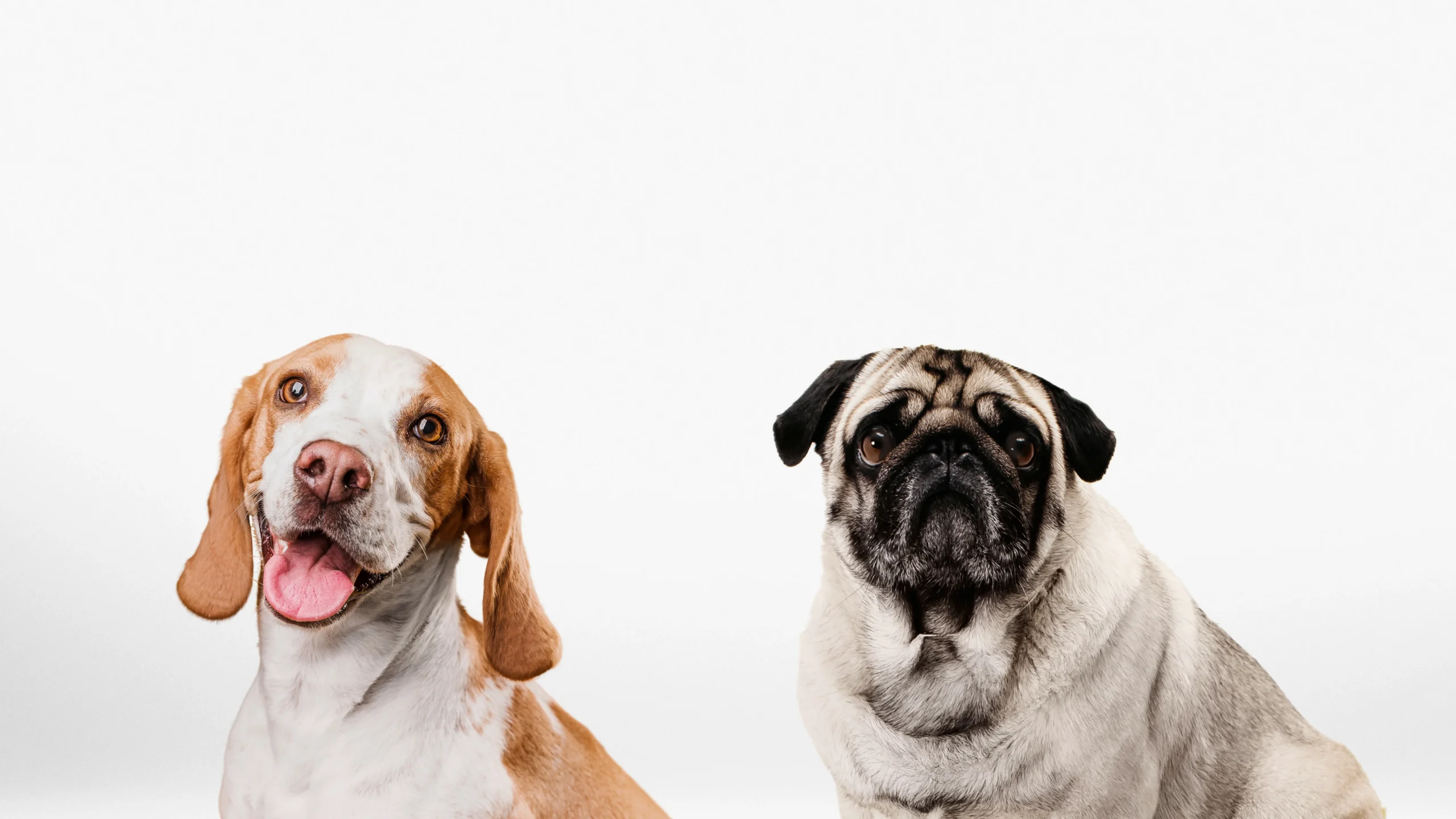 hermoso perros